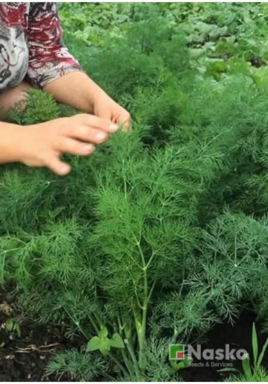 Кріп кущовий АЛІГАТОР