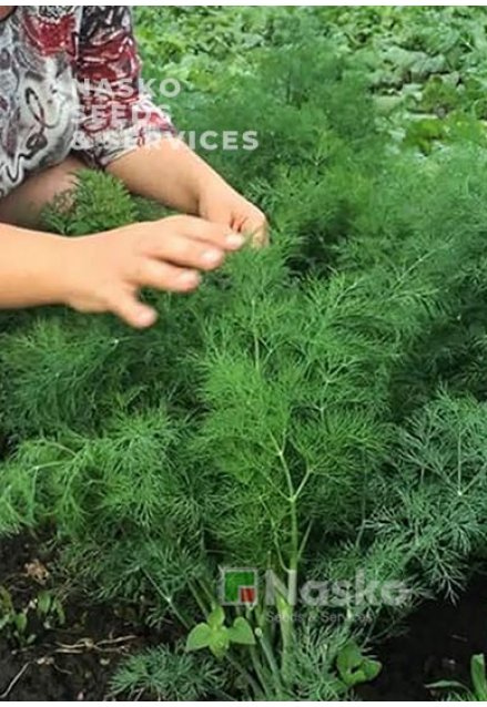 Кріп кущовий АЛІГАТОР