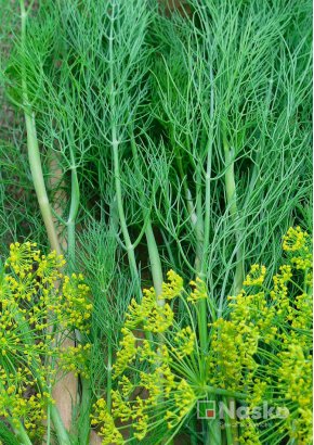 Кріп кущовий	АМБРОЗІЯ