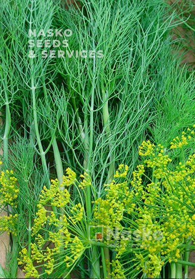 Кріп кущовий АМБРОЗІЯ