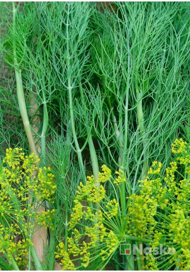 Кріп кущовий АМБРОЗІЯ