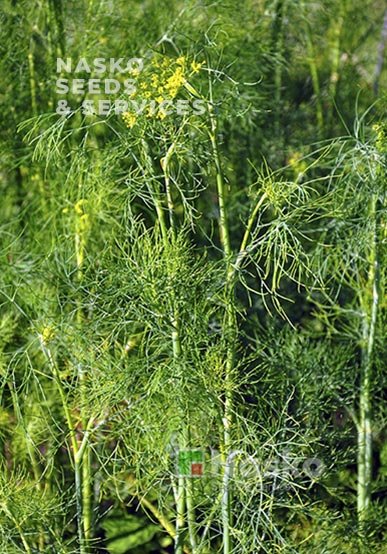 Кріп кущовий ТАТРАН