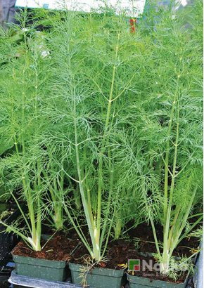 Кріп кущовий	ВАТЕЛЬ F1