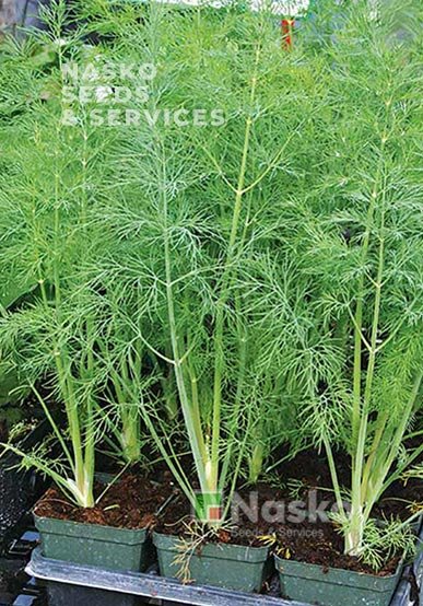 Укроп кустовой ВАТЕЛЬ F1