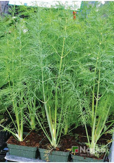 Кріп кущовий ВАТЕЛЬ F1