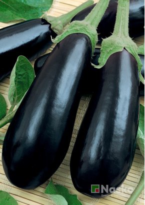 Баклажан АЛМАЗ