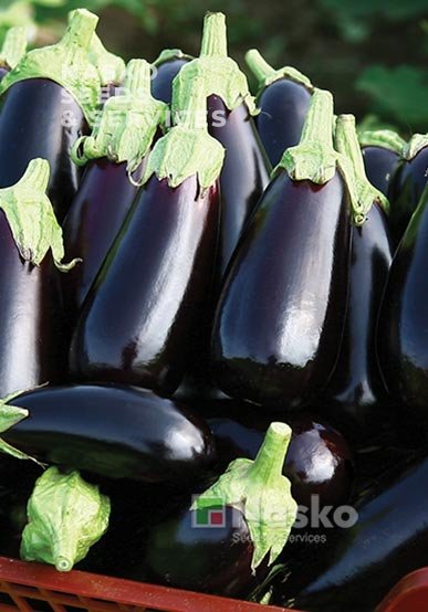 Баклажан МАГНУРІ F1