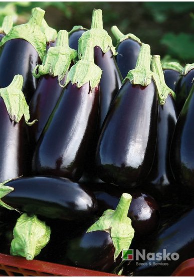 Баклажан МАГНУРІ F1