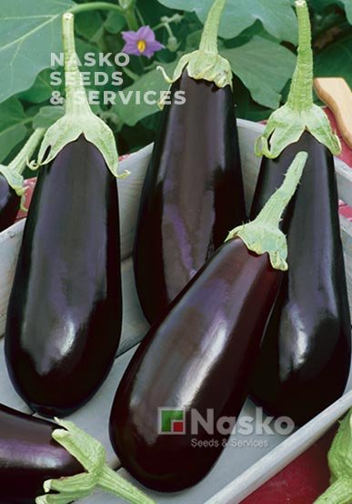 Баклажан НАДІР