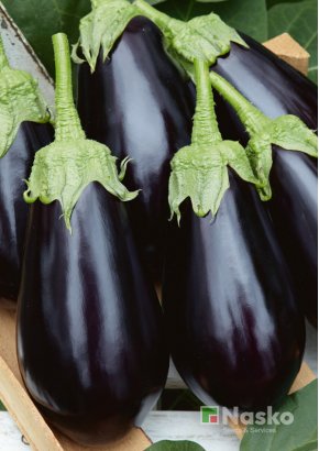 Баклажан NASKO 2011 F1