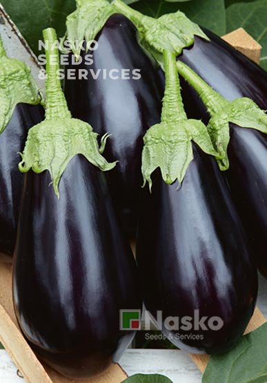 Баклажан NASKO 2011 F1