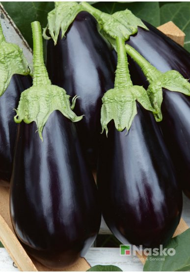Баклажан NASKO 2011 F1