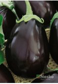 Баклажан НЕГУС