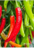 Перець гострий ФАРІН