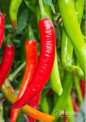 Перець гострий	ФАРІН