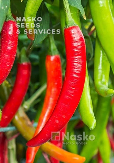 Перець гострий ФАРІН