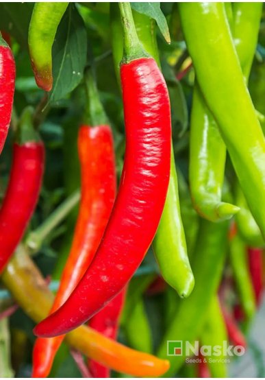 Перець гострий ФАРІН