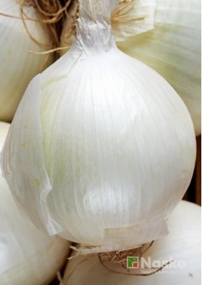 Цибуля ЕМІР