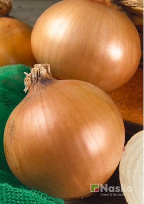 Цибуля ФОРУМ