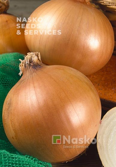 Цибуля ріпчаста ФОРУМ