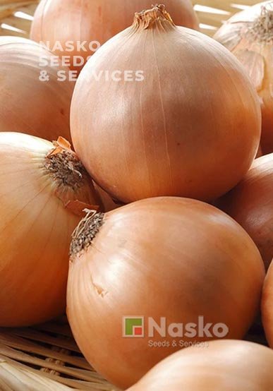 Цибуля ріпчаста ХАЛЦЕДОН
