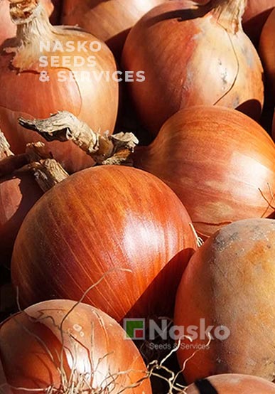 Цибуля ріпчаста ХАЛІФ