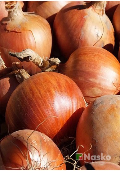 Цибуля ріпчаста ХАЛІФ