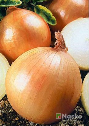 Цибуля ХАЛІФ