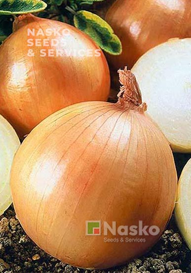 Цибуля ріпчаста ХАЛІФ