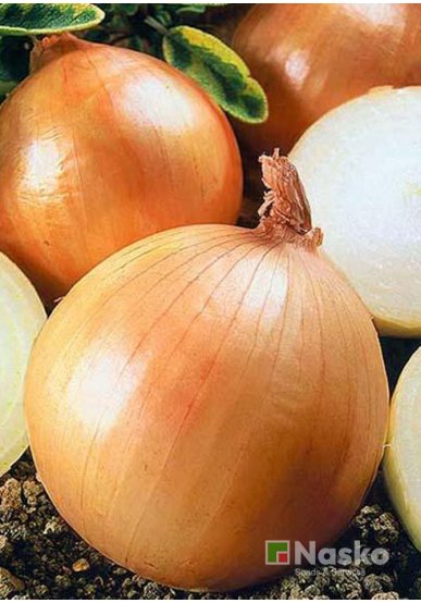 Цибуля ріпчаста ХАЛІФ