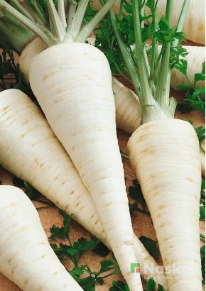 Петрушка коренева	ЧЕЛЕСТА