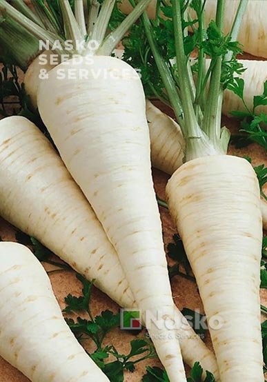 Петрушка коренева ЧЕЛЕСТА