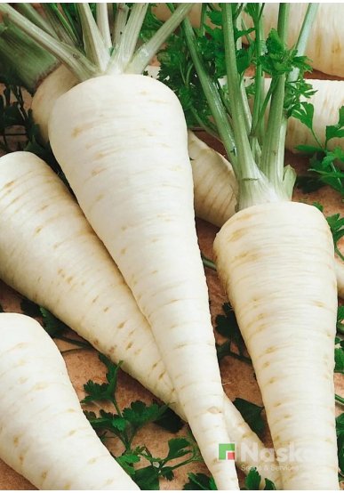 Петрушка коренева ЧЕЛЕСТА