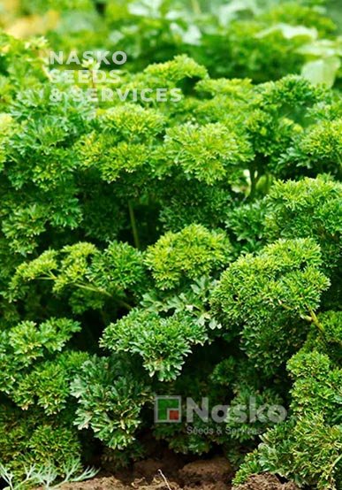 Петрушка кудрявая ФРЕСКА