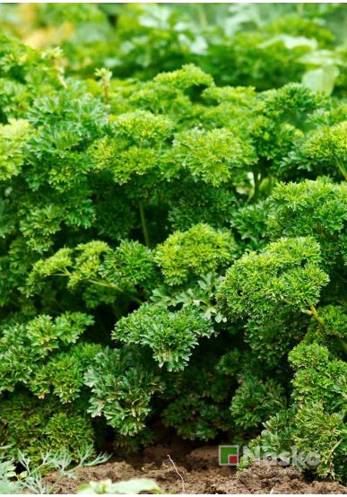 Петрушка кучерява ФРЕСКА