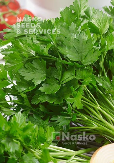 Петрушка листкова ГОСПОДИНЯ