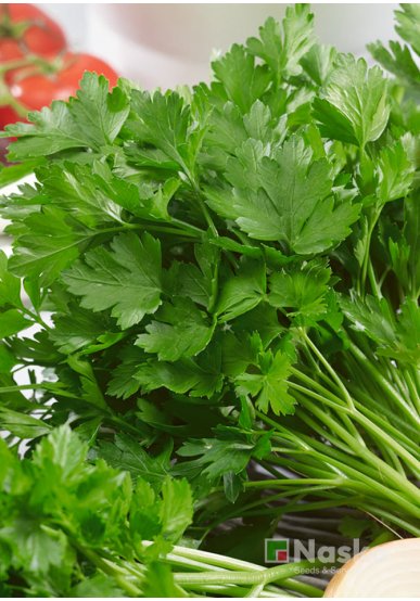 Петрушка листкова ГОСПОДИНЯ