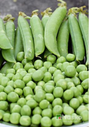 Горох овочевий	ДЖОФ