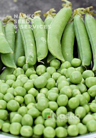 Горох овочевий ДЖОФ (Jof)