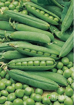 Горох овочевий	ПРЕЛАДО