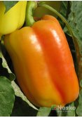 Перець солодкий АДЕН F1