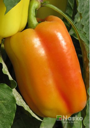 Перець солодкий	АДЕН F1