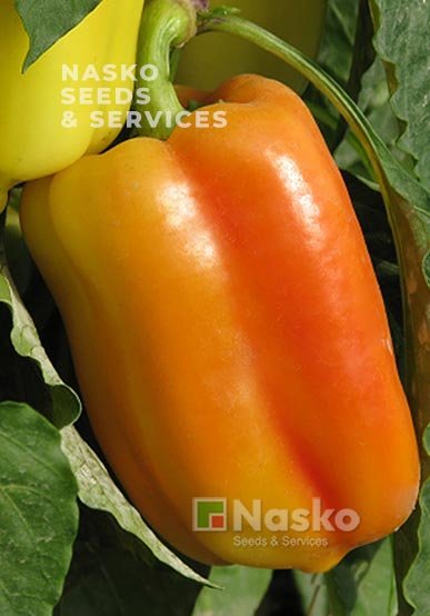 Перець солодкий АДЕН F1