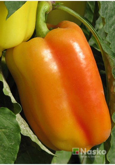 Перець солодкий АДЕН F1