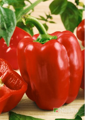 Перець солодкий	АНТЕЙ