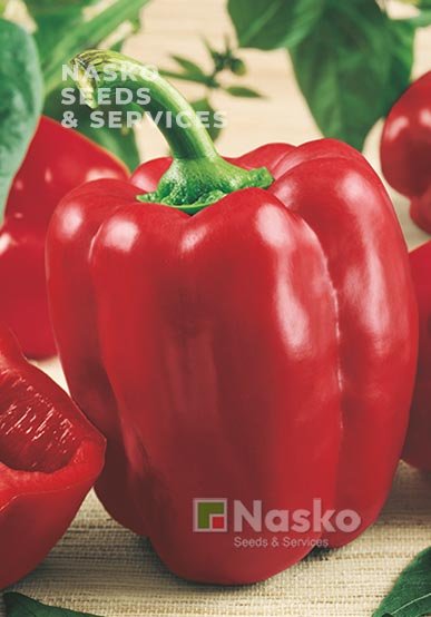 Перець солодкий АНТЕЙ