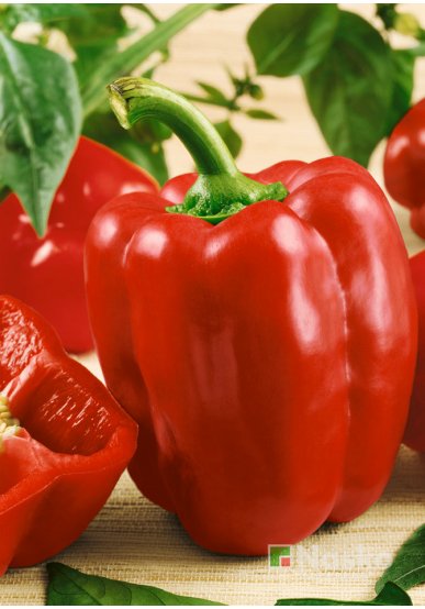 Перець солодкий АНТЕЙ