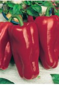 Перець солодкий АТЛАНТ