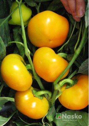 Перець солодкий	ГЕЛІОС