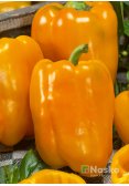 Перець солодкий НАІЛЬ